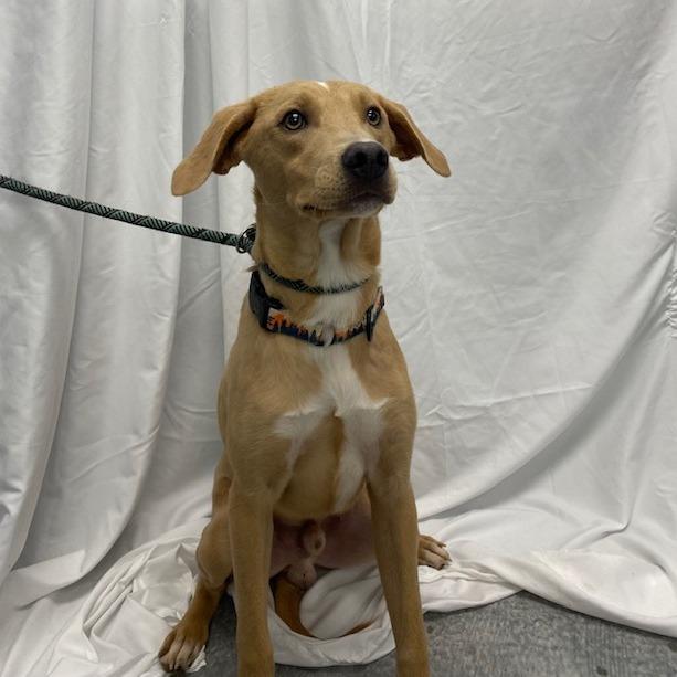 Enlarge Milo, a Adoptable Mixed Breed in Duncan, OK image 5/6