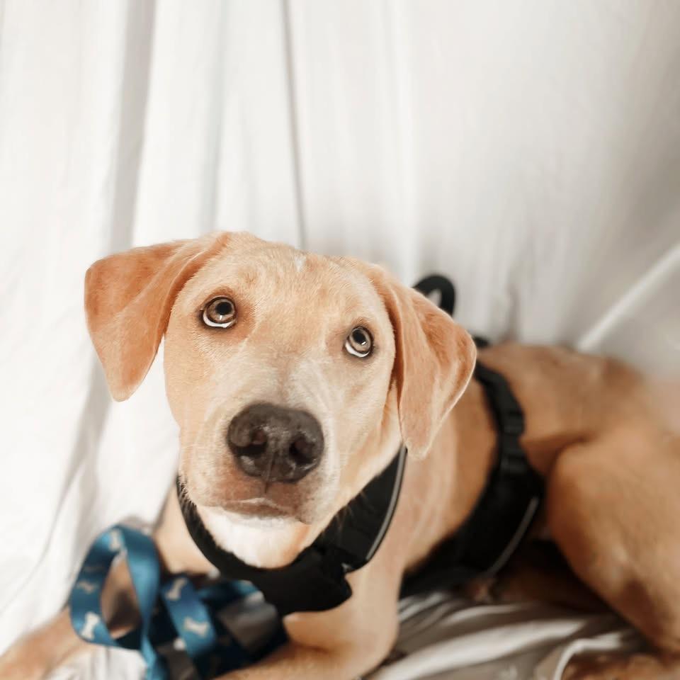 Enlarge Milo, a Adoptable Mixed Breed in Duncan, OK image 6/6