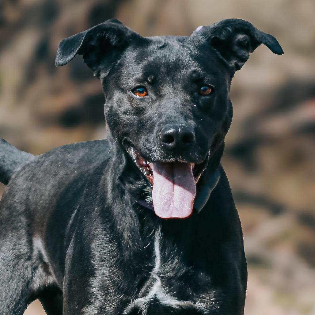 Karen, Adoptable, Adult Female Pit Bull Terrier & Black Labrador Retriever.