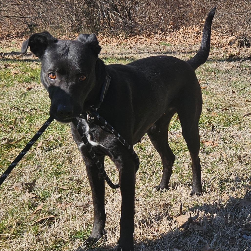 Enlarge Karen, a Adoptable mixed breed in Madisonville, KY image 1/1
