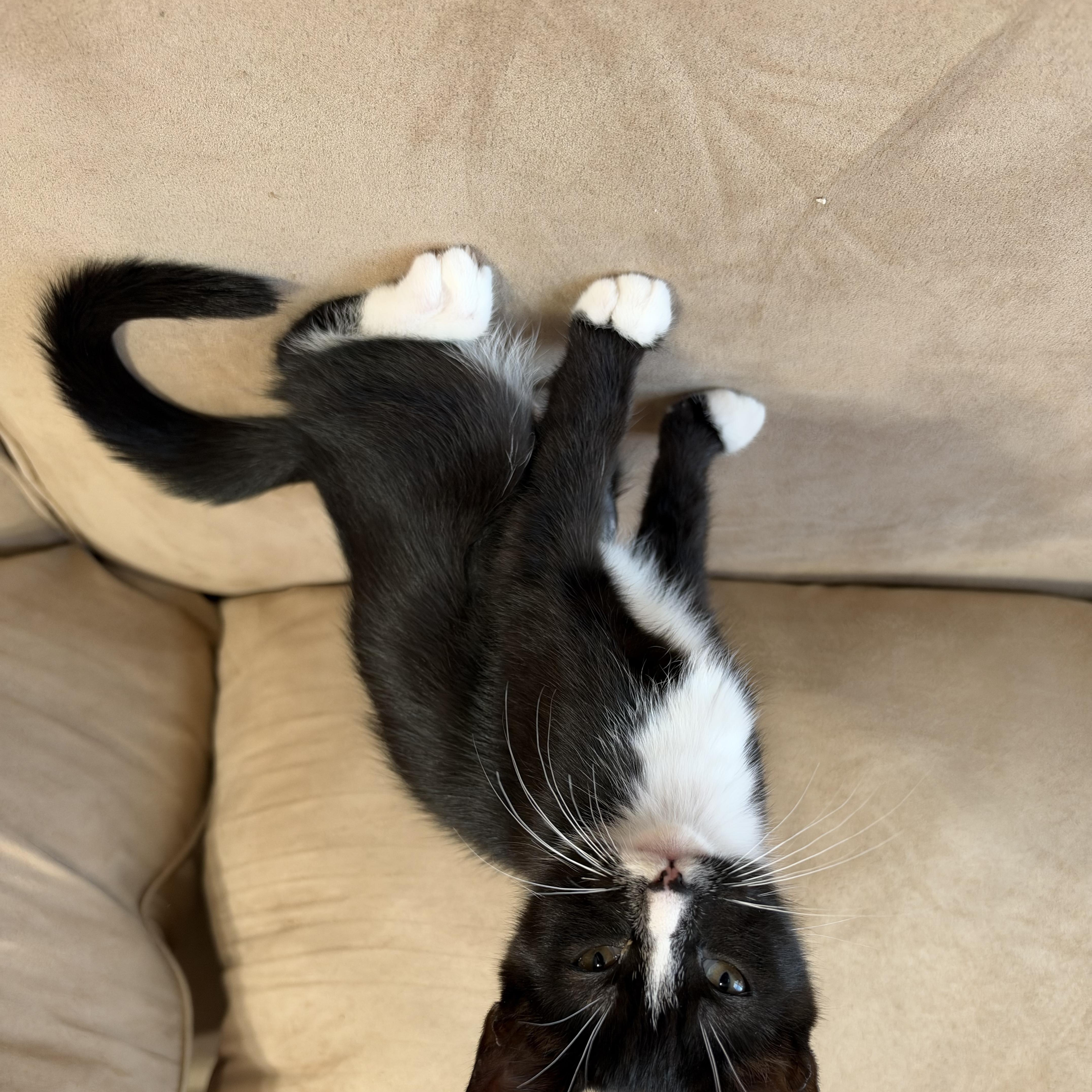 Enlarge Regina George, a Adoptable Domestic Short Hair in Portland, OR image 2/3
