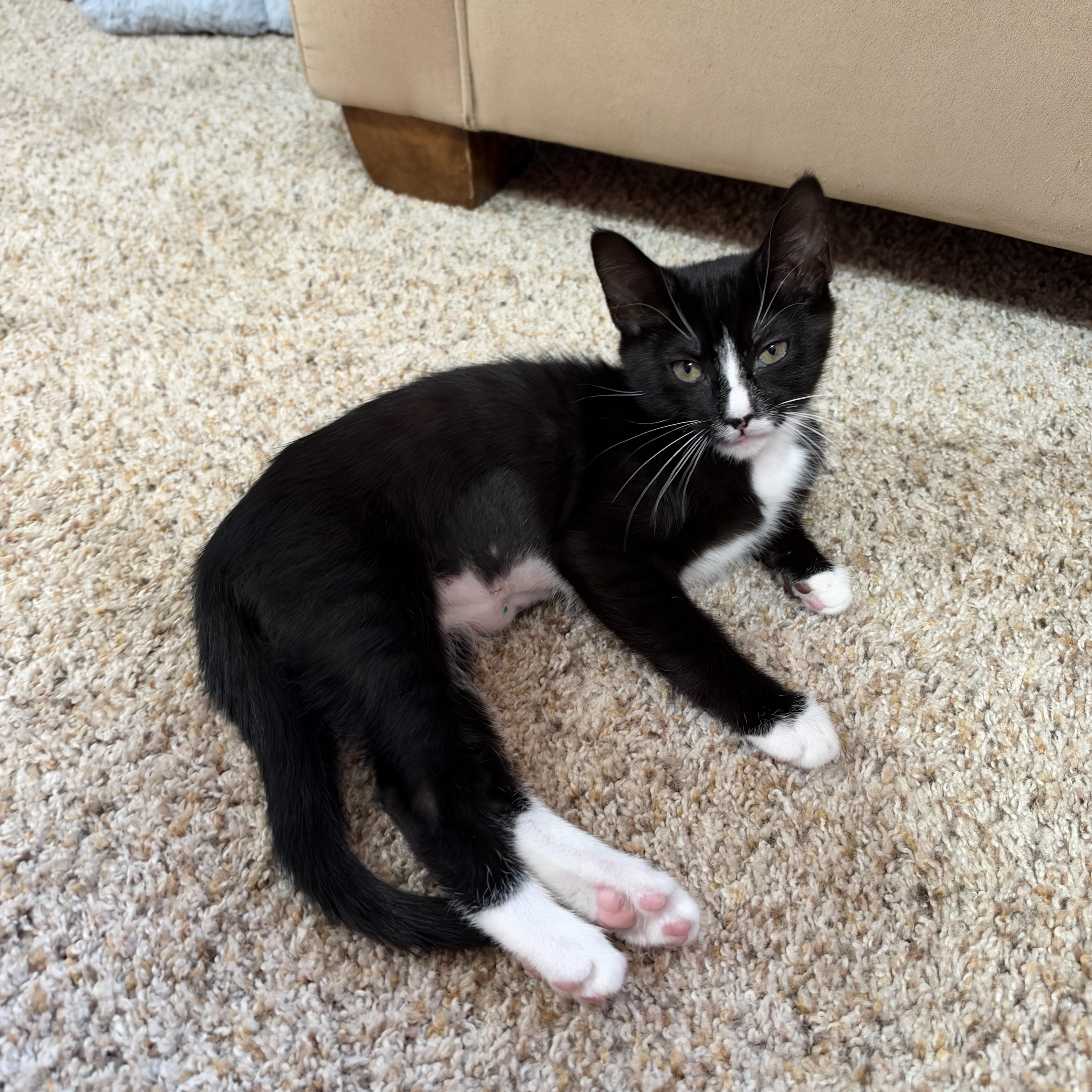 Enlarge Regina George, a Adoptable Domestic Short Hair in Portland, OR image 3/3