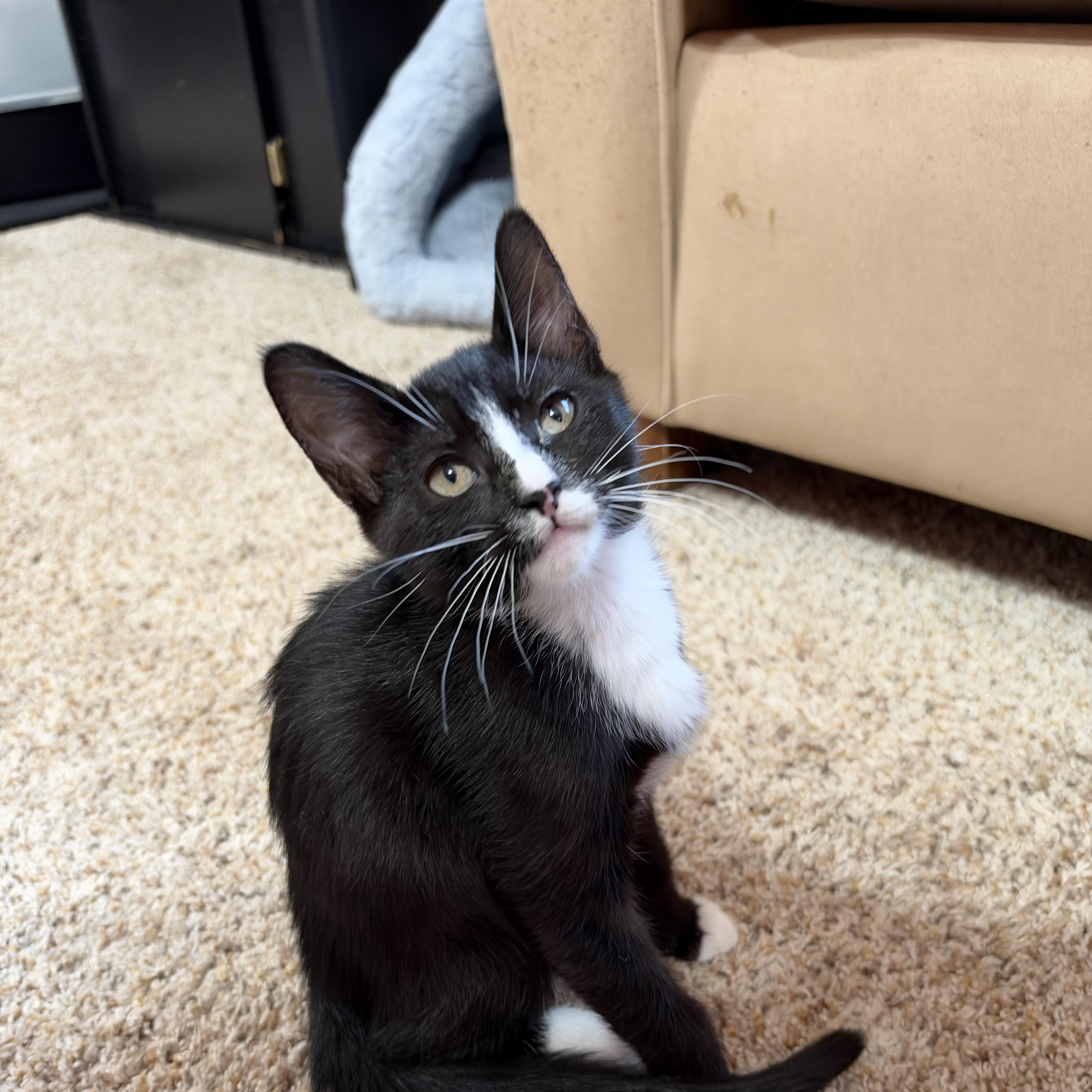 Enlarge Regina George, a Adoptable Domestic Short Hair in Portland, OR image 1/3