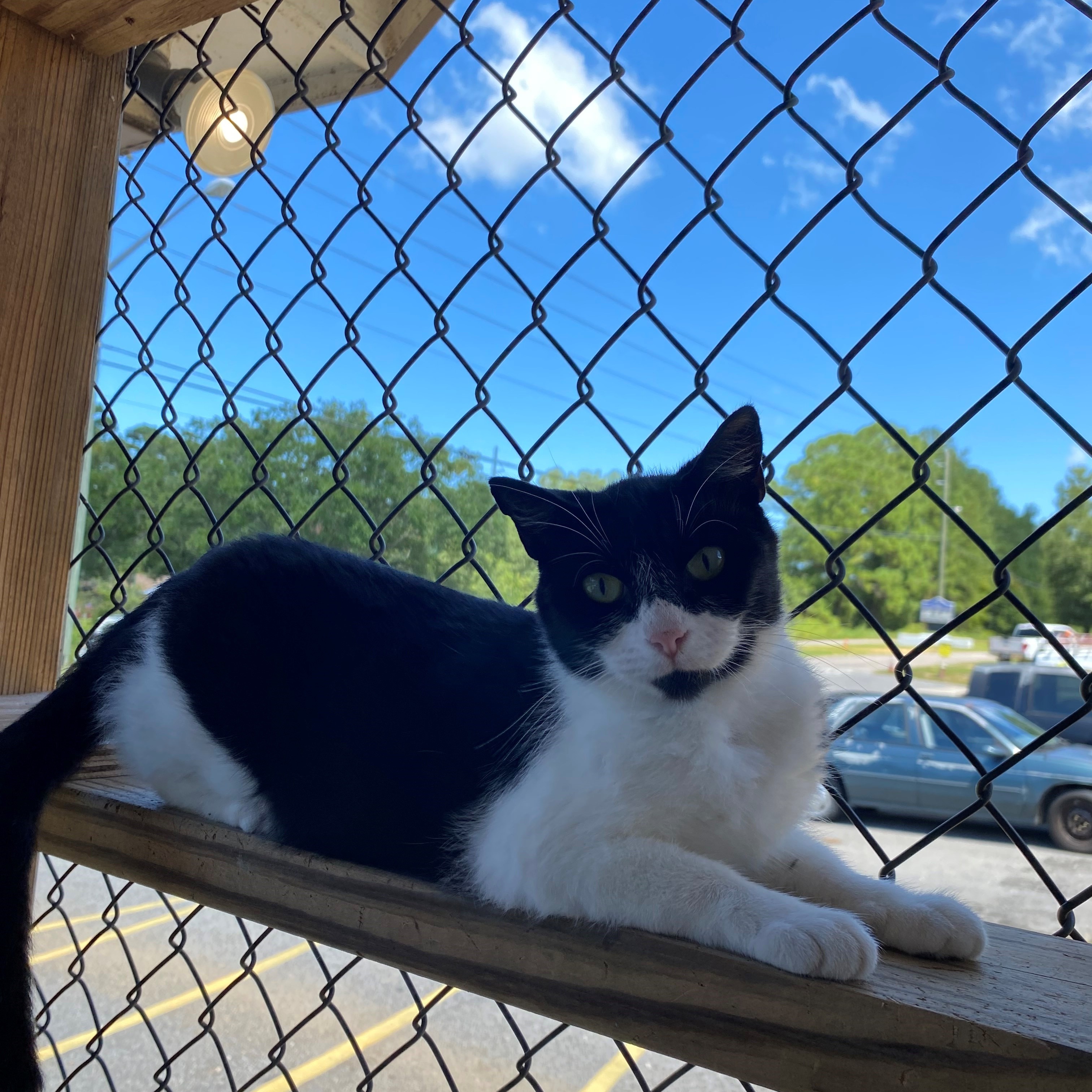 Robin, Adopted, Young Female Domestic Short Hair.