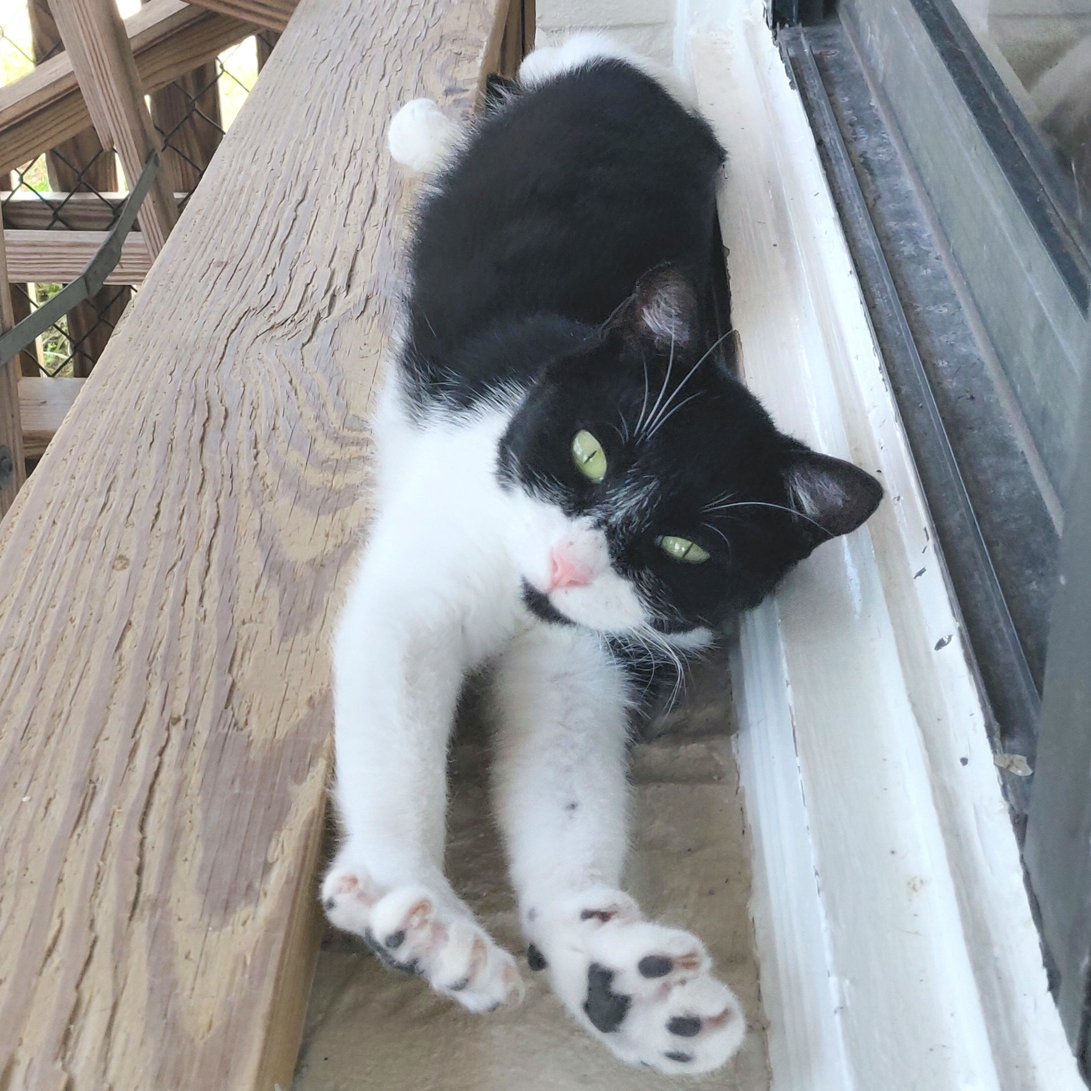 Enlarge Robin, a Adopted Domestic Short Hair in Fairhope, AL image 2/3