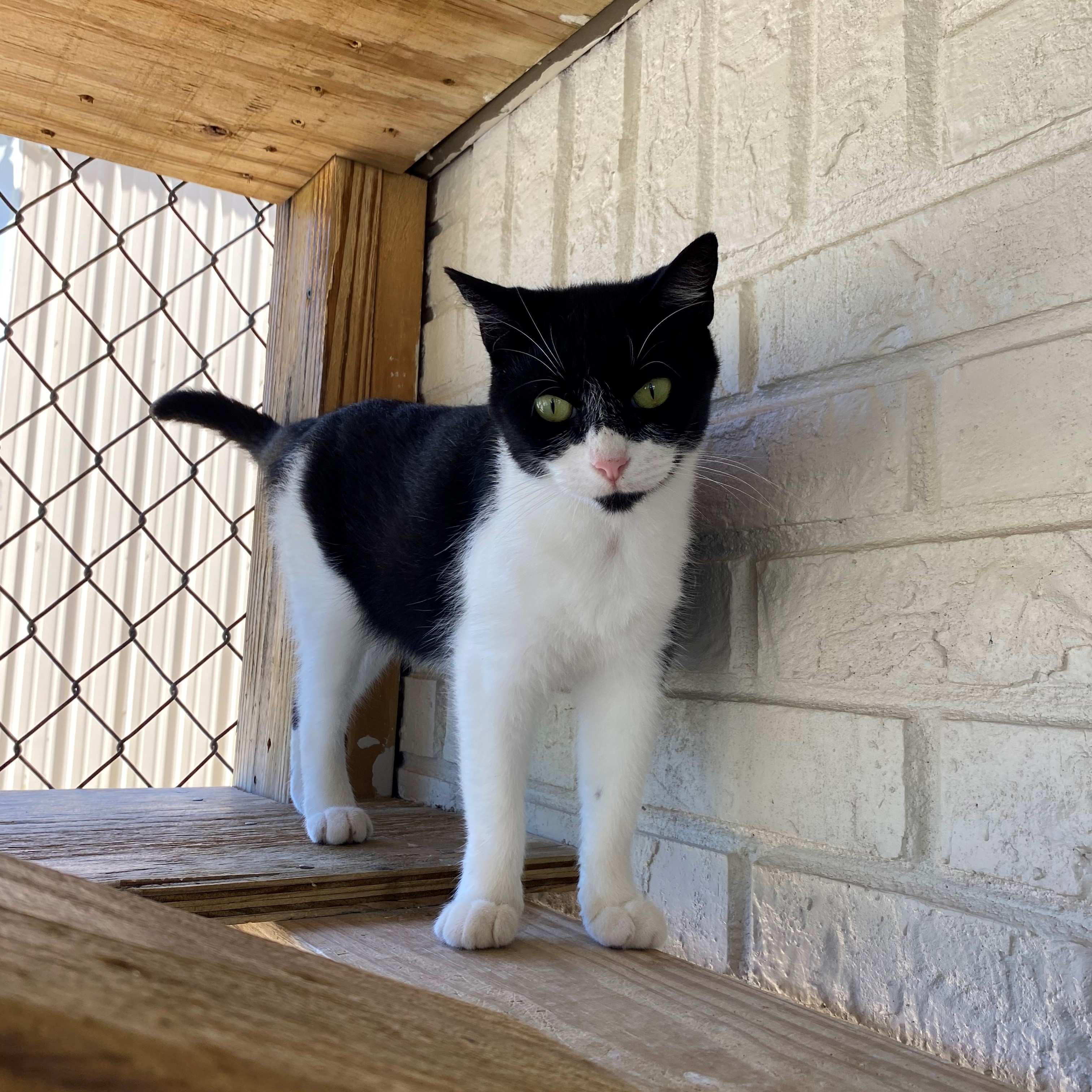 Enlarge Robin, a Adopted Domestic Short Hair in Fairhope, AL image 3/3