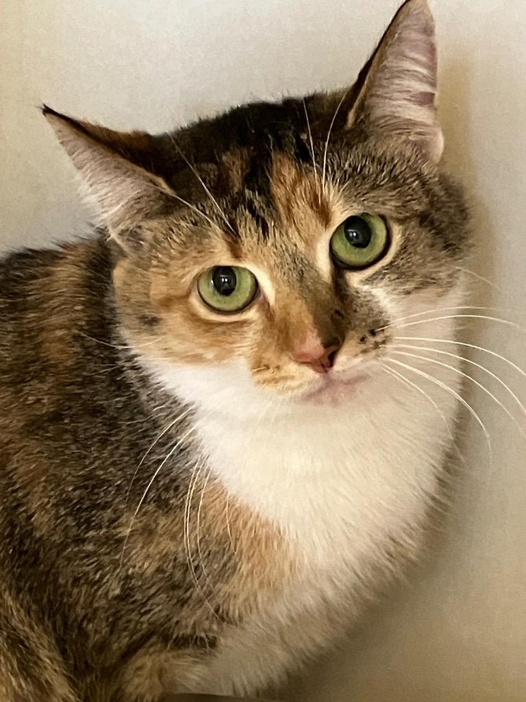 Autumn, Adoptable, Young Female Domestic Short Hair.