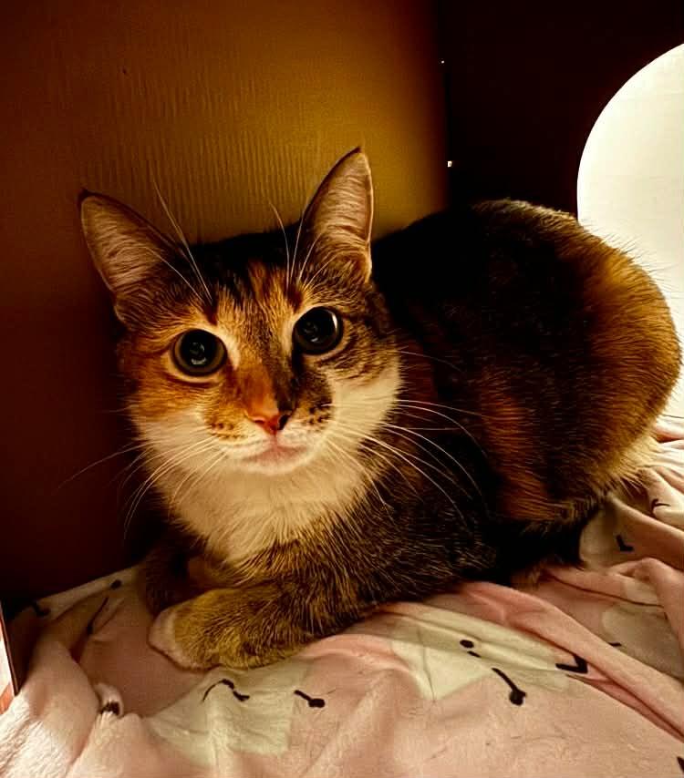 Enlarge Autumn, a Adoptable mixed breed in Christiansburg, VA image 2/2