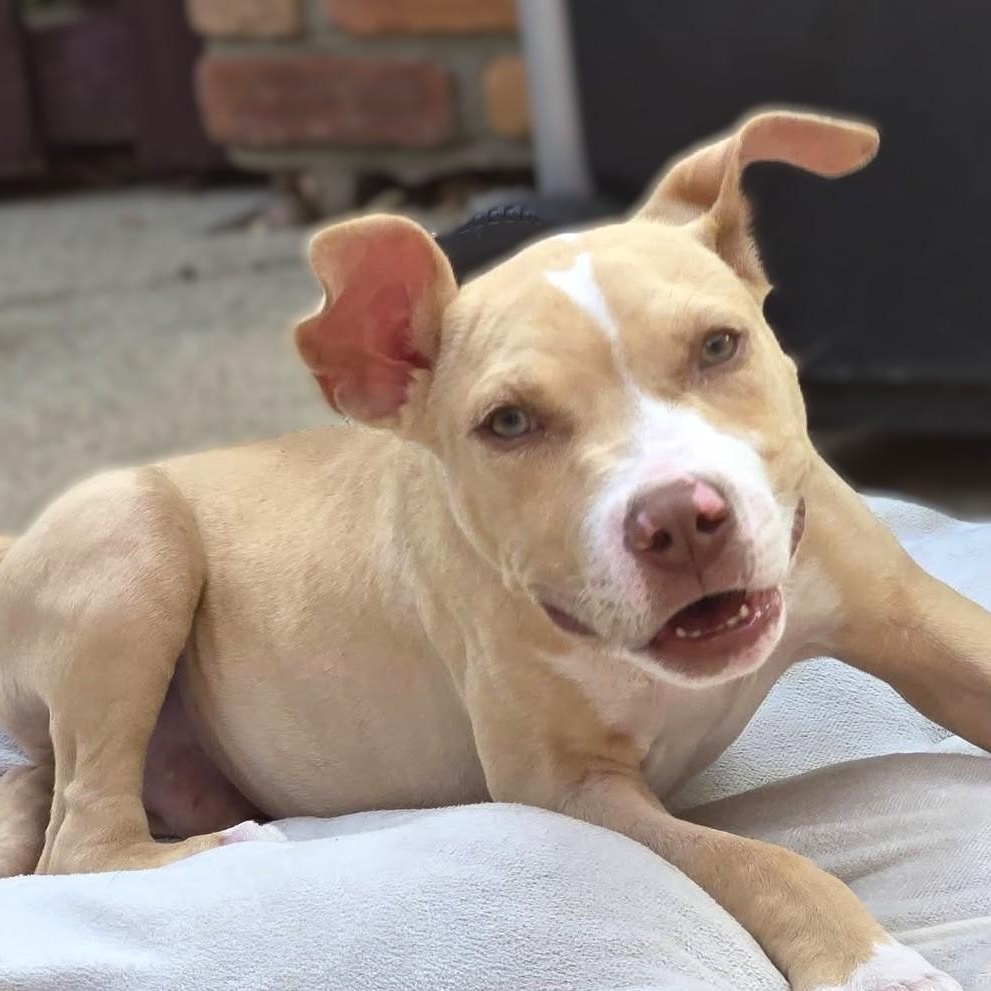 CISCO, a Adoptable mixed breed in Burton, MI image 2/6