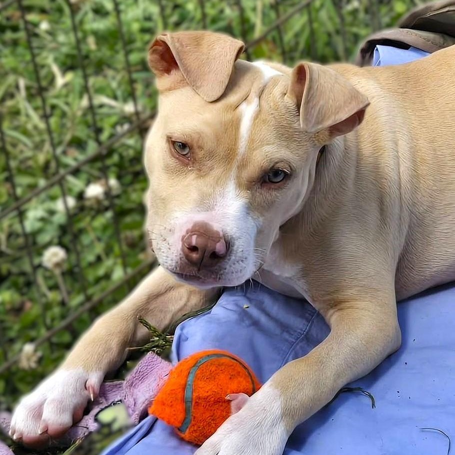 CISCO, a Adoptable mixed breed in Burton, MI image 5/6