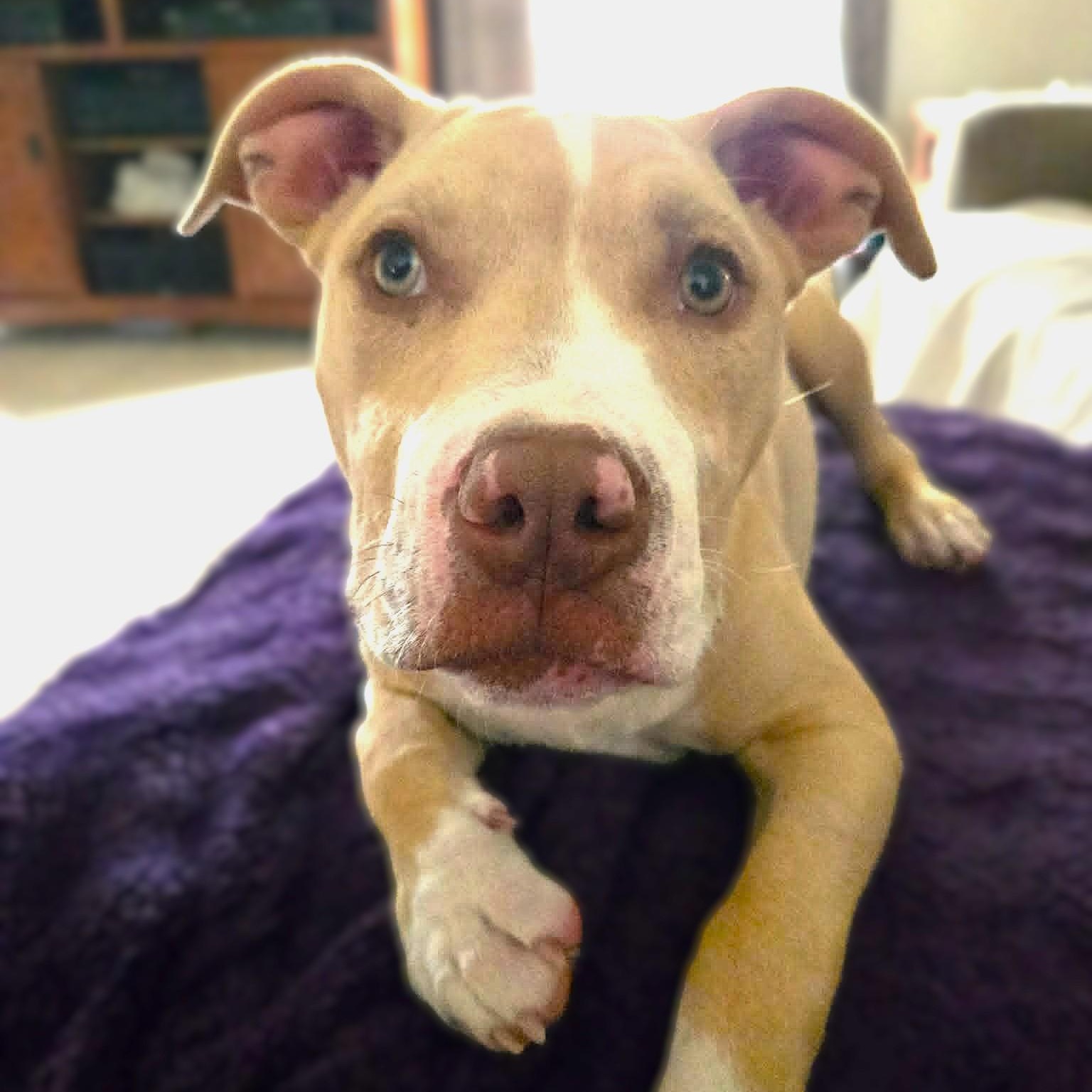 CISCO, Adoptable, Puppy Male American Staffordshire Terrier.