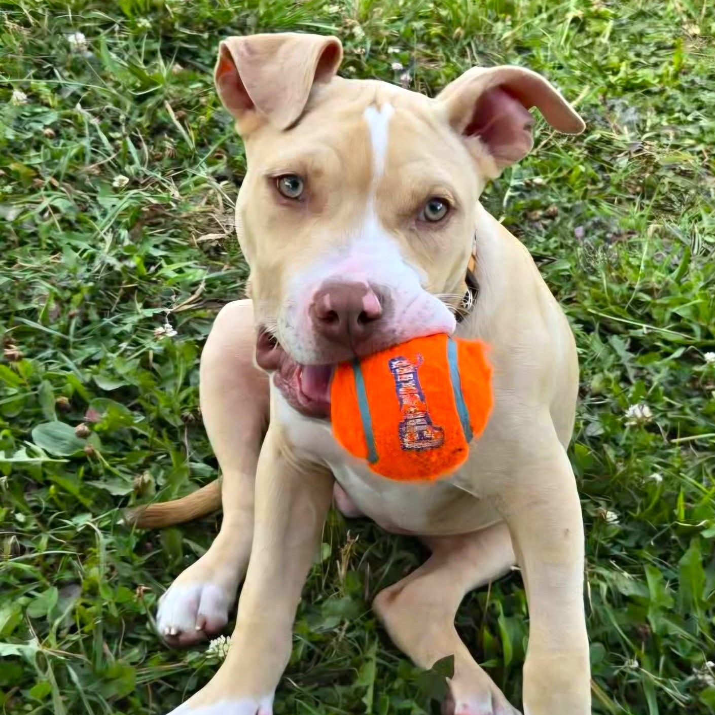 CISCO, Adoptable, Puppy Male Pit Bull Terrier.