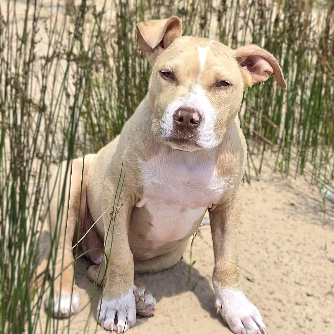 Enlarge CISCO, a Adoptable mixed breed in Burton, MI image 2/6