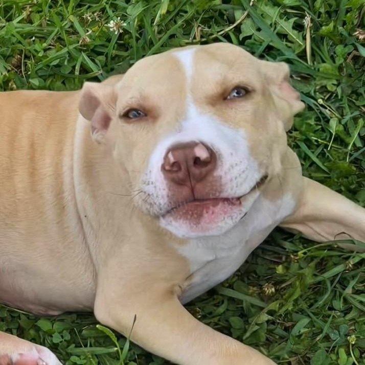 Enlarge CISCO, a Adoptable mixed breed in Burton, MI image 3/6