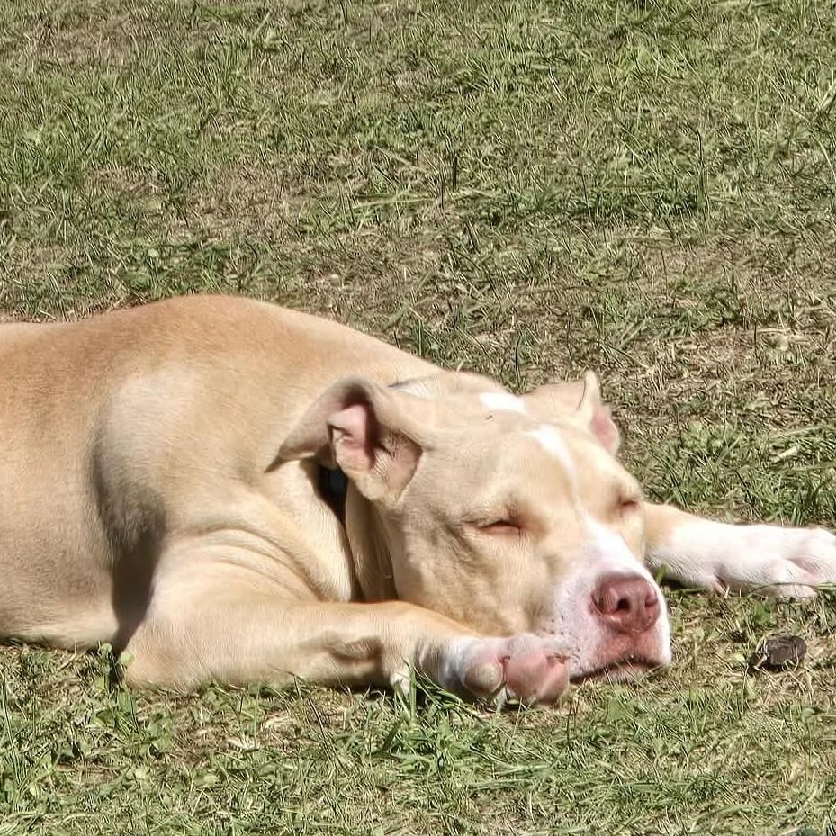 Enlarge CISCO, a Adoptable mixed breed in Burton, MI image 5/6