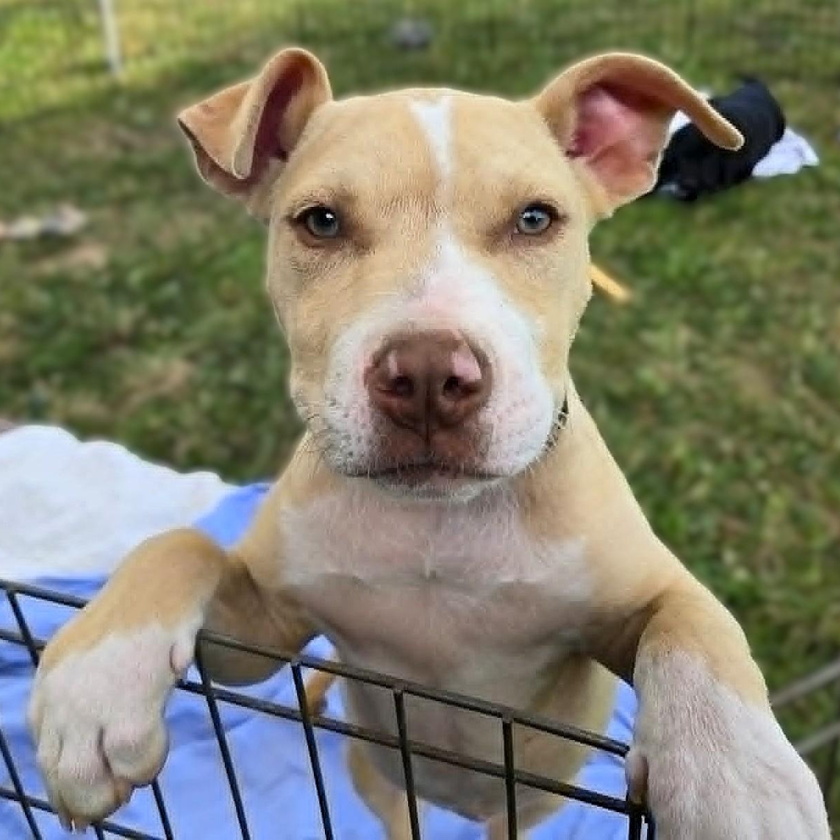 CISCO, a Adoptable mixed breed in Burton, MI image 4/6