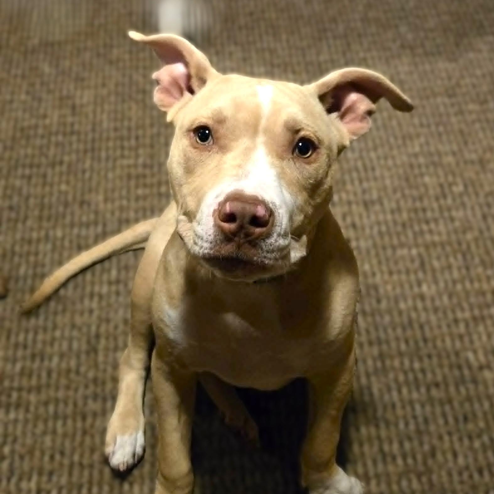 Enlarge CISCO, a Adoptable mixed breed in Burton, MI image 2/6