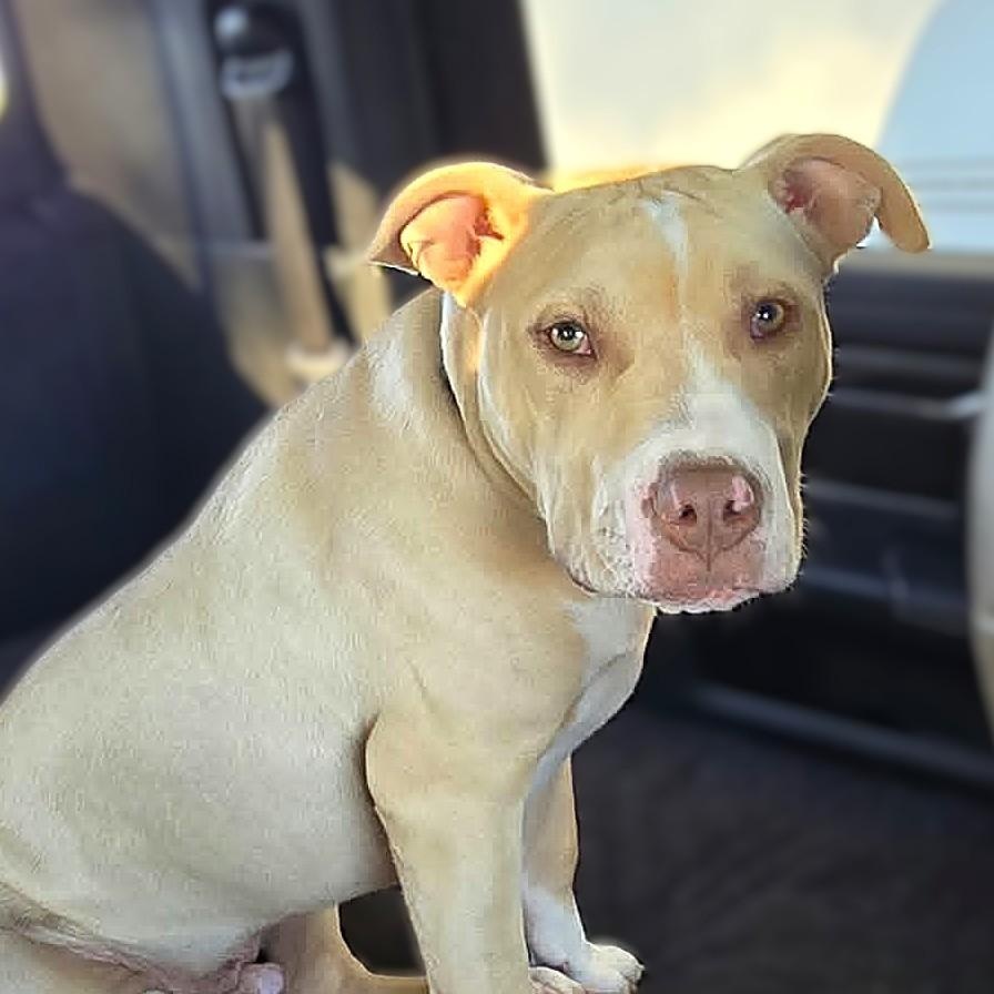 Enlarge CISCO, a Adoptable mixed breed in Burton, MI image 1/6