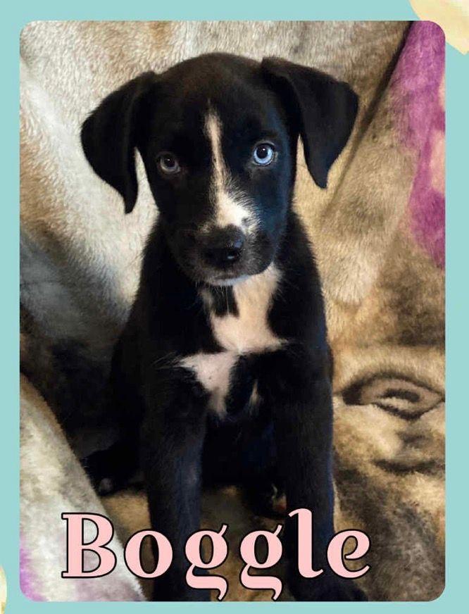 Boggle