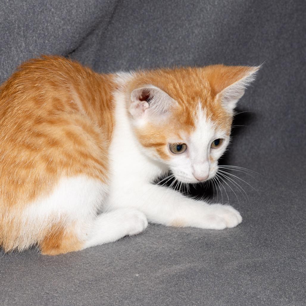 Enlarge Lucy, a Adoptable Domestic Short Hair in Jupiter, FL image 1/4