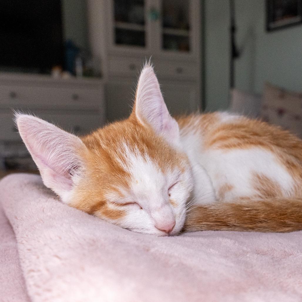 Enlarge Lucy, a Adoptable Domestic Short Hair in Jupiter, FL image 4/4