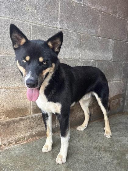 Enlarge Bale Ryder, a ADOPTABLE mixed breed in Munfordville, KY image 1/1
