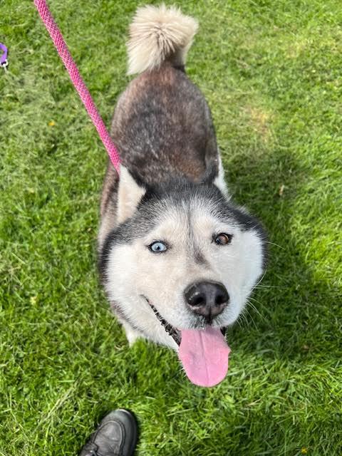 STORMY NIGHT, an adoptable Husky in Ironwood, MI, 49938 | Photo Image 1