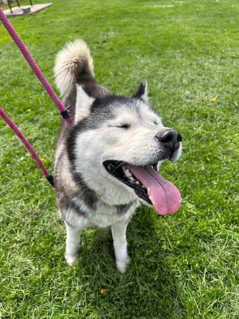 STORMY NIGHT, a Adoptable Husky in Ironwood, MI image 2/4