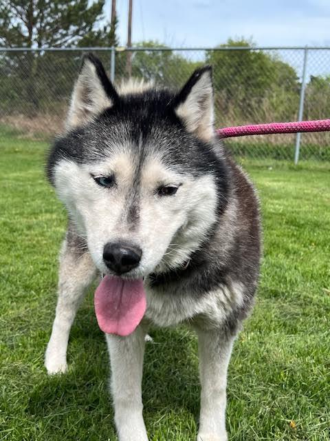 STORMY NIGHT, a Adoptable Husky in Ironwood, MI image 3/4