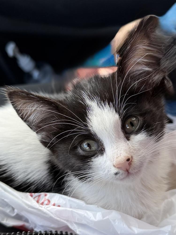 Circuit — thumbnail 2