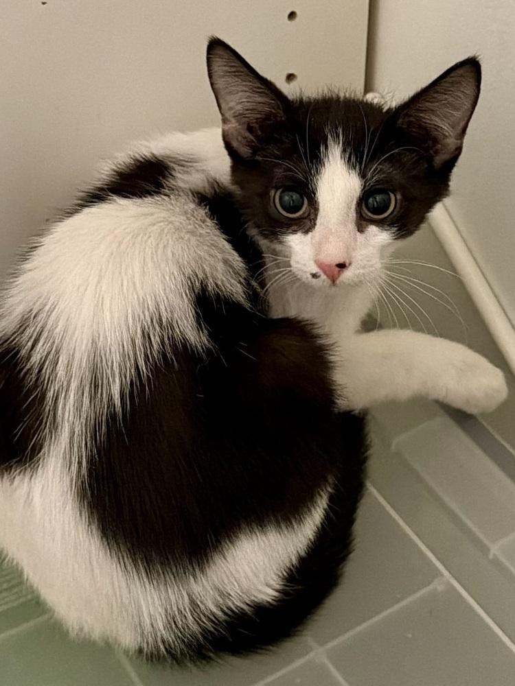 Circuit — thumbnail 3