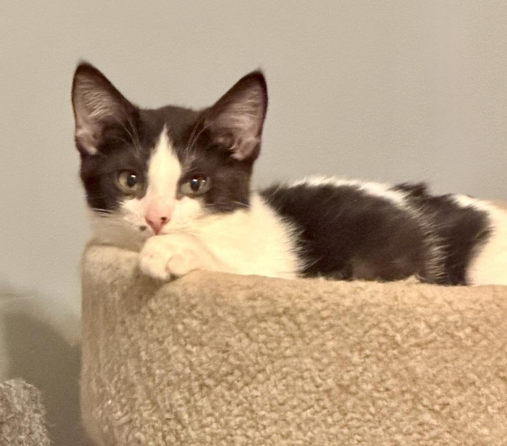 Circuit — thumbnail 4