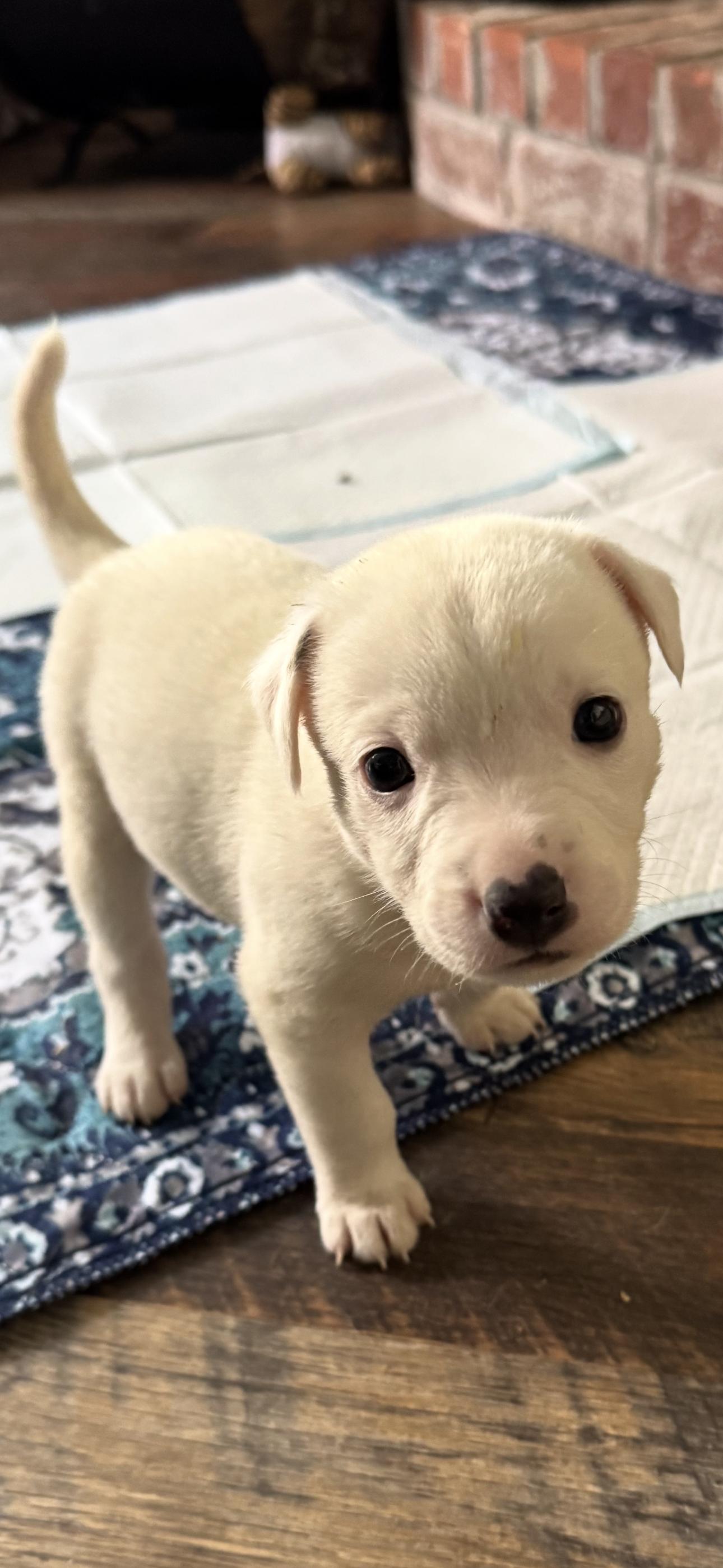 Enlarge Dasher, an adopted mixed breed in Bronson, TX image 2/2