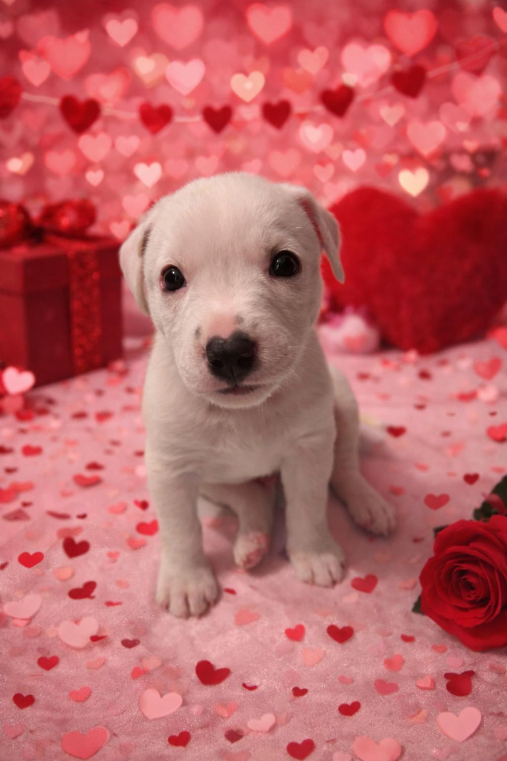 Enlarge Dasher, an adopted mixed breed in Bronson, TX image 1/2