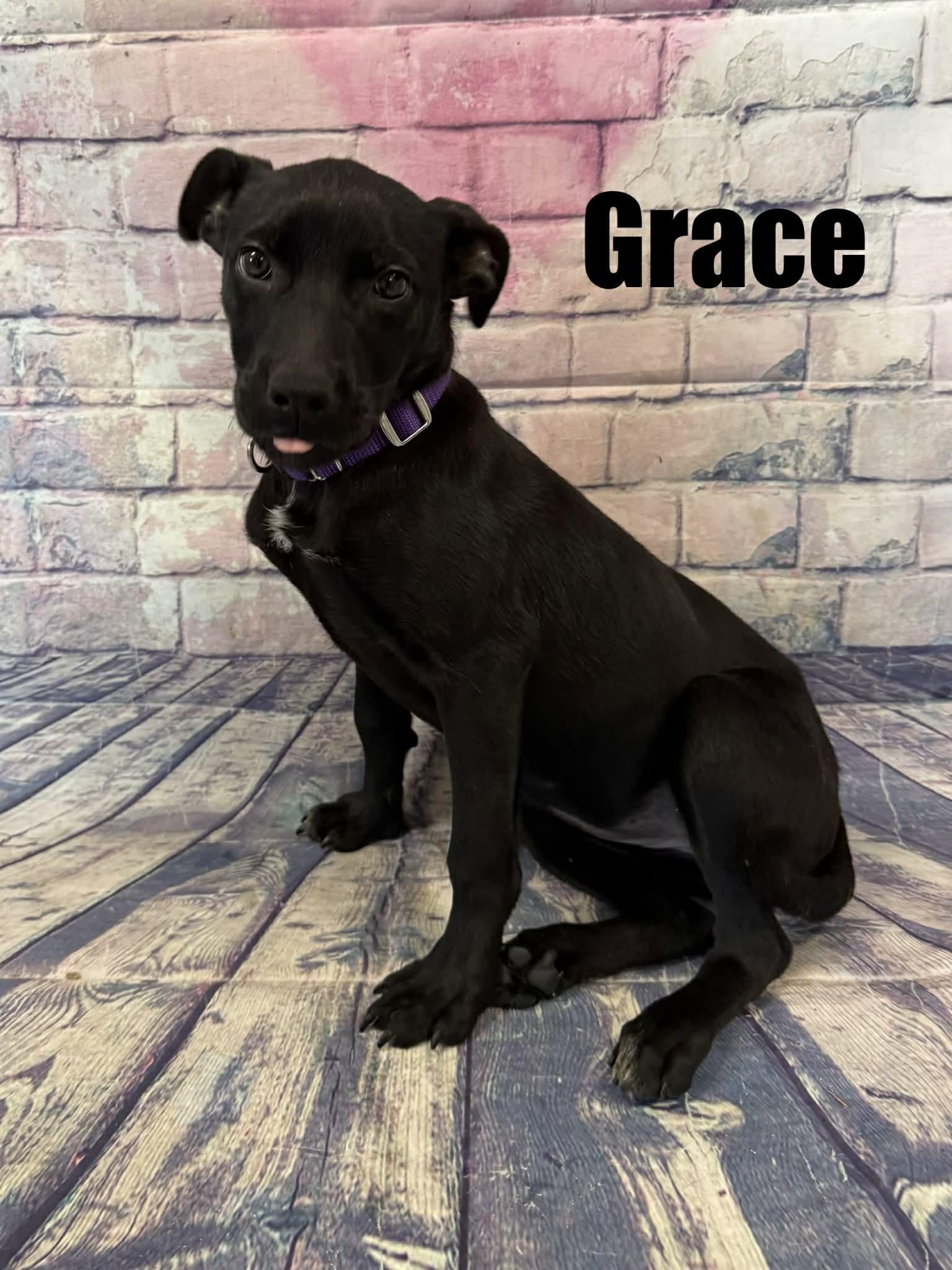 Enlarge Grace, a ADOPTABLE mixed breed in Quincy, MI image 2/4