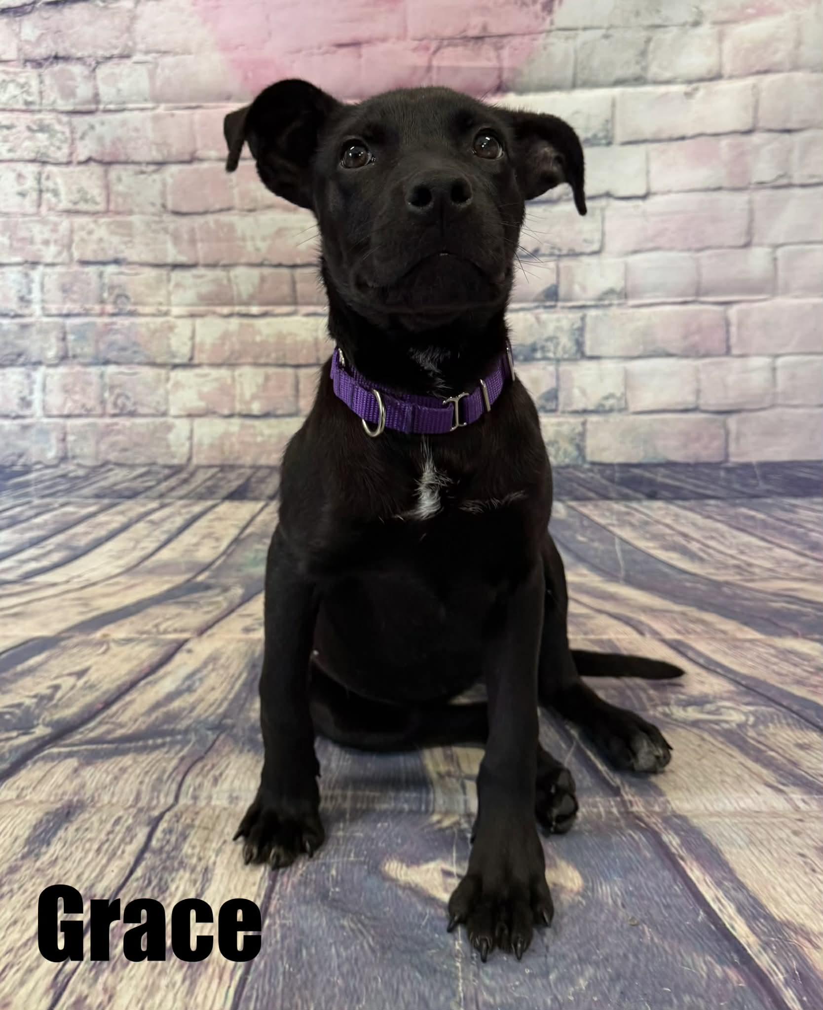 Enlarge Grace, a ADOPTABLE mixed breed in Quincy, MI image 3/4