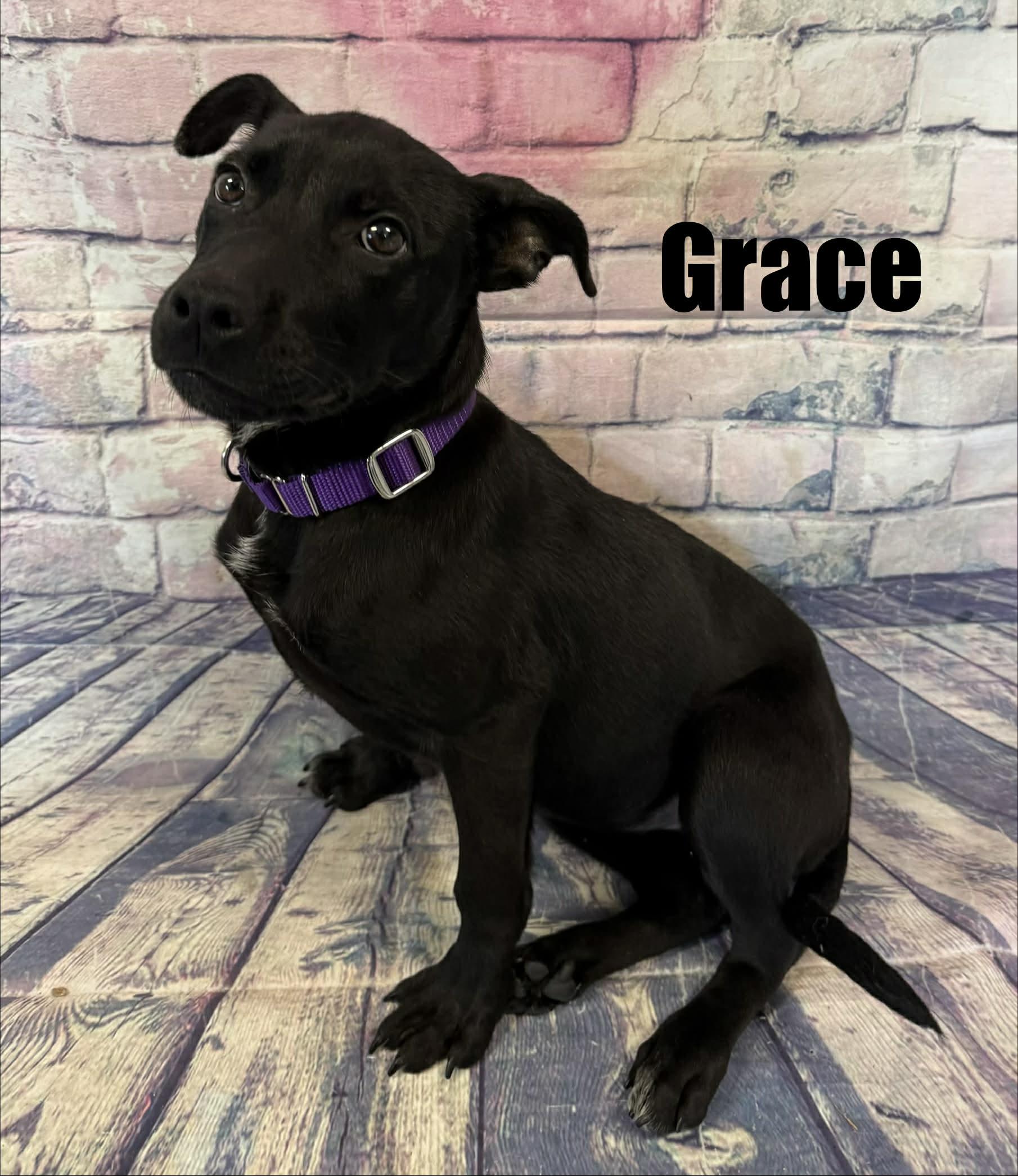 Enlarge Grace, a ADOPTABLE mixed breed in Quincy, MI image 1/4