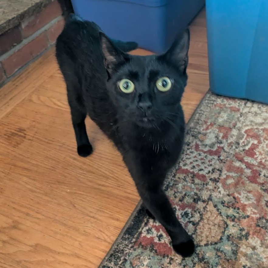 Agatha, Adult Female Domestic Short Hair