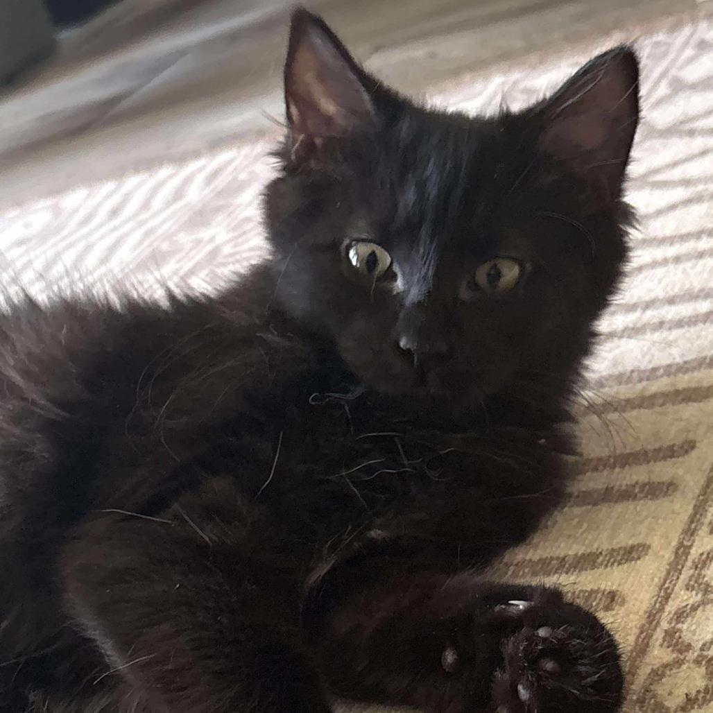 Enlarge Kerfuffle, a Adoptable Domestic Medium Hair in Winchester, VA image 1/6