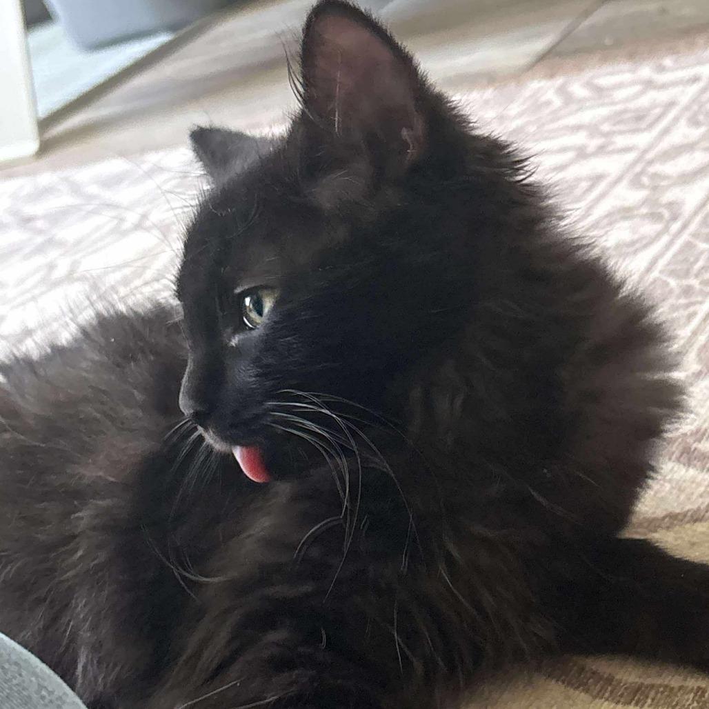 Enlarge Kerfuffle, a Adoptable Domestic Medium Hair in Winchester, VA image 2/6