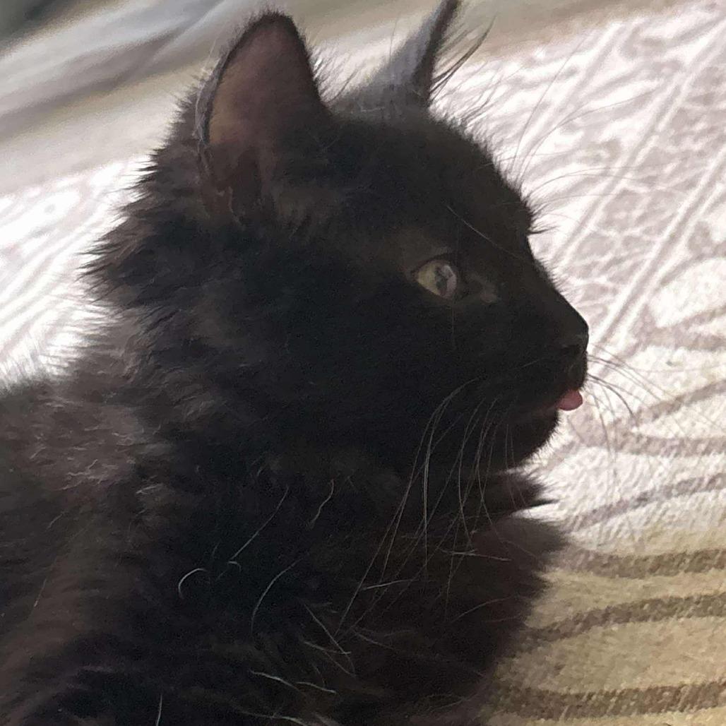 Enlarge Kerfuffle, a Adoptable Domestic Medium Hair in Winchester, VA image 3/6