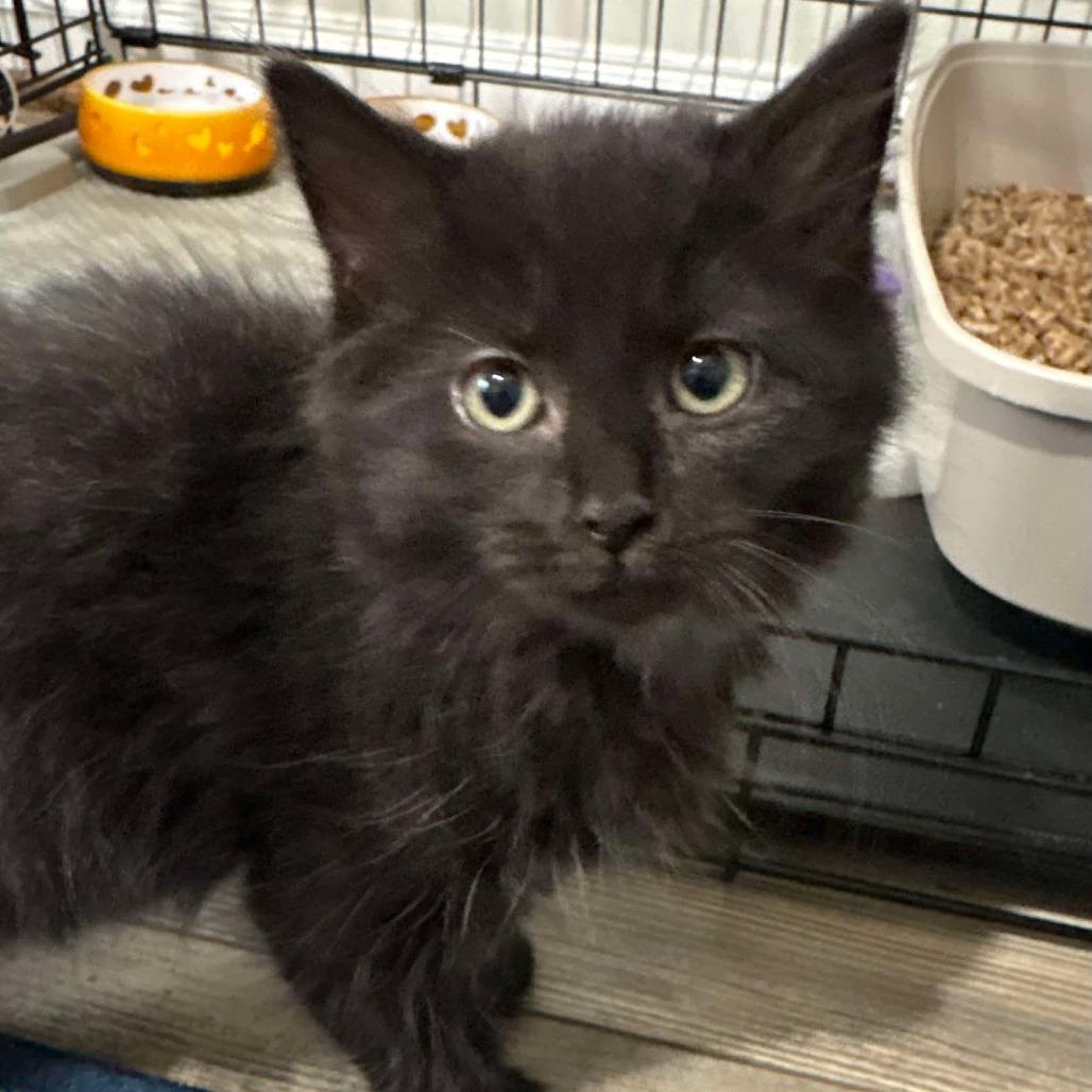 Enlarge Kerfuffle, a Adoptable Domestic Medium Hair in Winchester, VA image 2/3