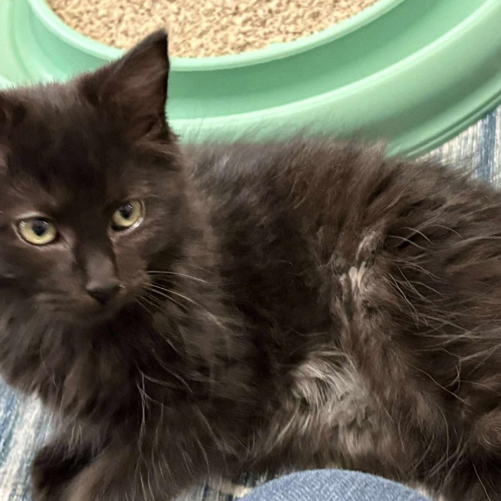 Enlarge Kerfuffle, a Adoptable Domestic Medium Hair in Winchester, VA image 3/3