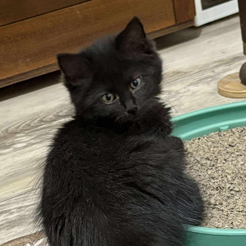 Enlarge Kerfuffle, a Adoptable Domestic Medium Hair in Winchester, VA image 4/6