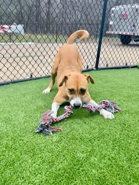 Enlarge Drumstick, a ADOPTABLE mixed breed in Allen, TX image 2/3