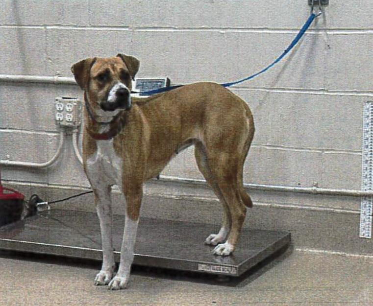 Enlarge Drumstick, a ADOPTABLE mixed breed in Allen, TX image 3/3