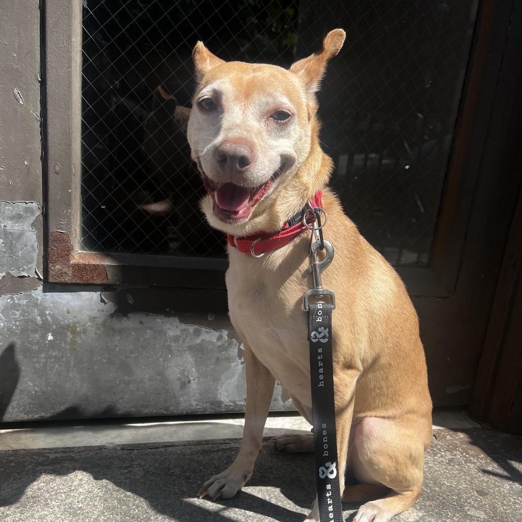 Lilo, Adoptable, Senior Female Chihuahua.