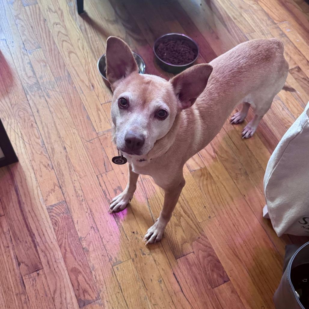 Lilo, a Adoptable Chihuahua in Brooklyn, NY image 2/6