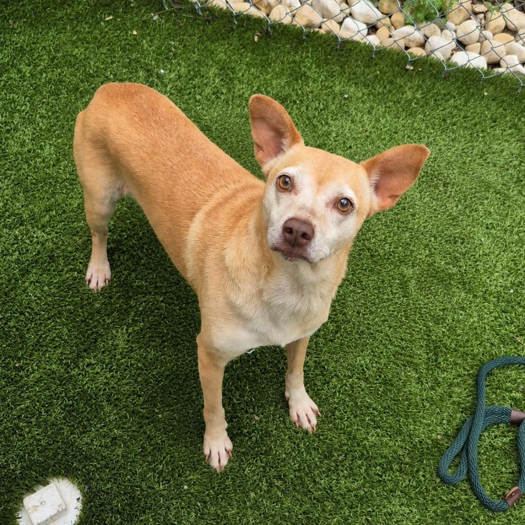 Lilo, a Adoptable Chihuahua in Brooklyn, NY image 3/6