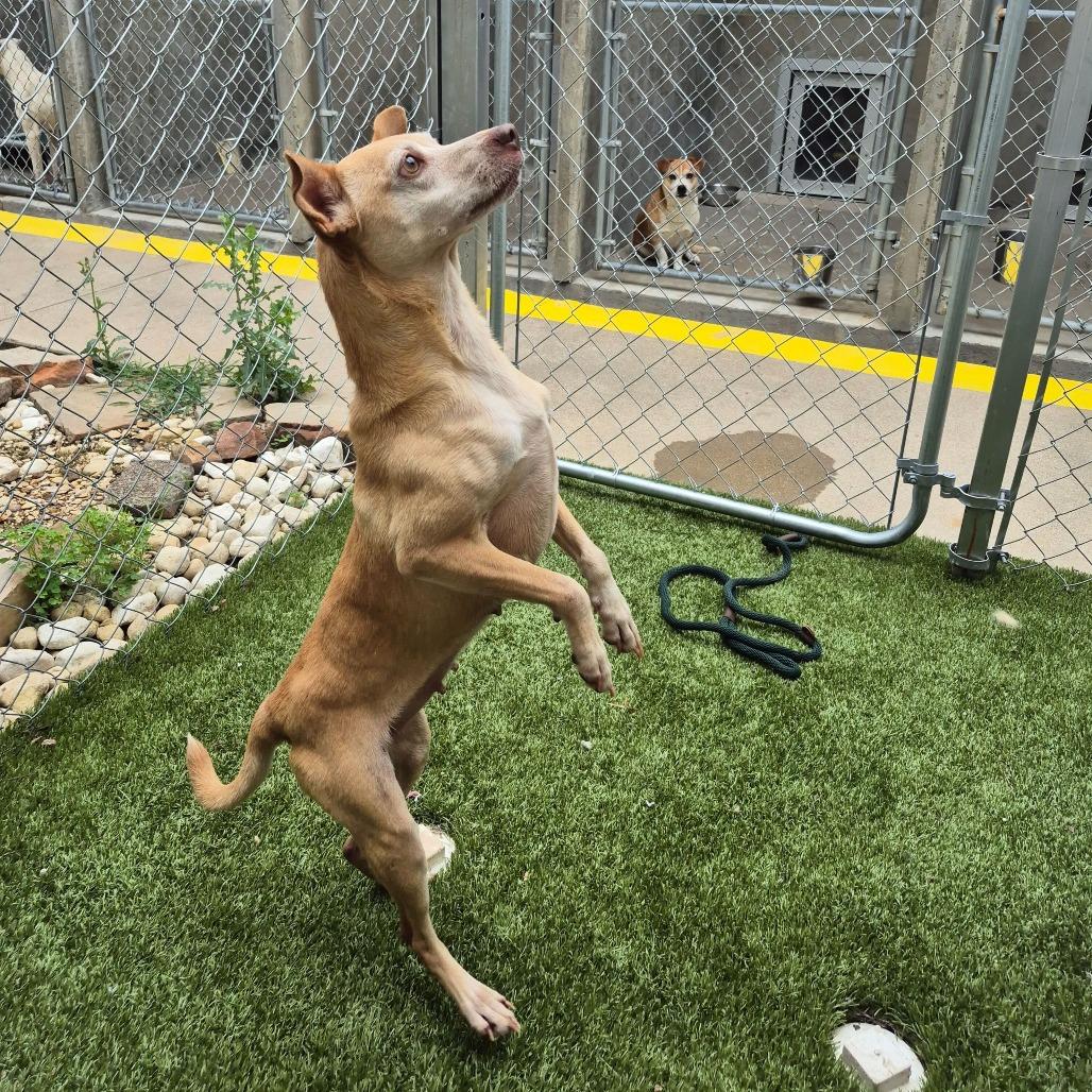Lilo, a Adoptable Chihuahua in Brooklyn, NY image 4/6